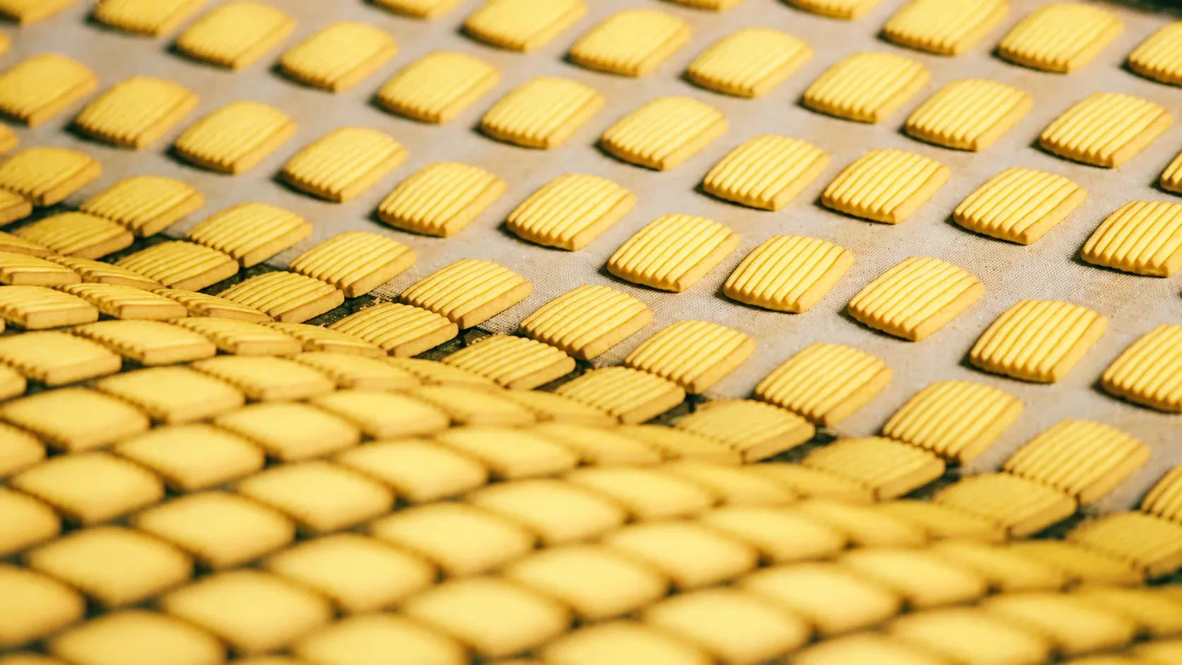 Biscuits moving through the Amna Food Group production line